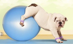 Pilates-Bull-dog.jpg